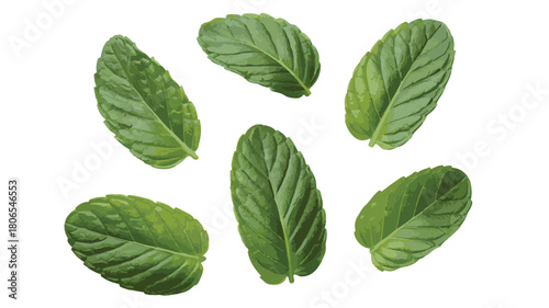 Fresh Green Mint Leaves Scattered on a White Background herb
