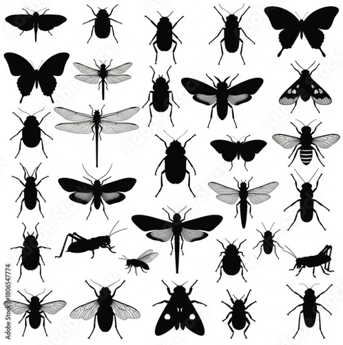 collection of insects