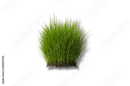 grass isolated on white
