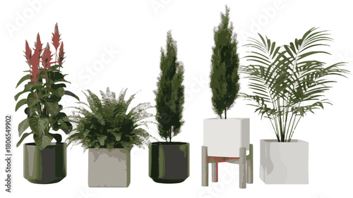 Assortment of Potted Houseplants Including Ferns, Cypress, and Palms on White Background potted plants