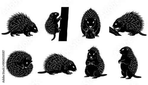 Set of Porcupine Silhouettes Vector Illustration, featuring Rodent Mammals with Quills in Various Poses like Climbing, Eating, and Defense Curl in Black