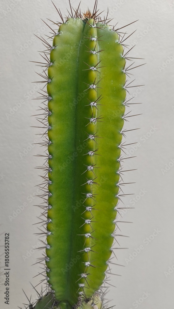 Naklejka premium cactus on a green background