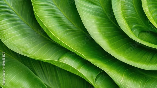 Vibrant green leaves layered in a natural spiral pattern, showcasing organic texture and the beauty of the living environment.