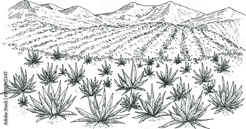 Agave field panoramic landscape in hand drawn engraved monochrome style. Vintage vector illustration.