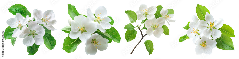 Fototapeta premium PNG Delicate white apple blossoms arrangement, element set on transparent background