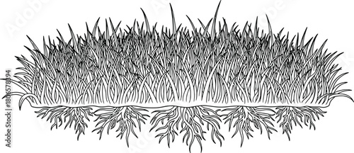 A detailed sketch showing grass with visible roots beneath the surface