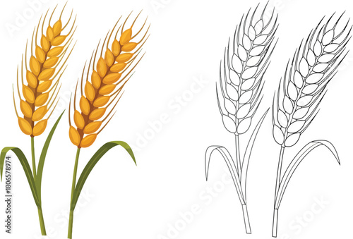 Colorful and monochrome wheat stalks displayed side by side for comparison