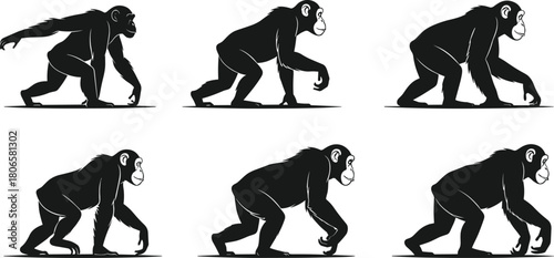 Chimpanzee walking silhouette icons set, black vector animal shapes, motion sequence, quadrupedal gait, wildlife movement study, isolated on white background