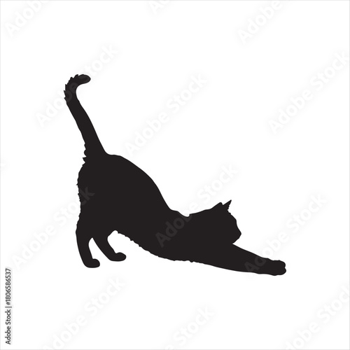 cat on white background