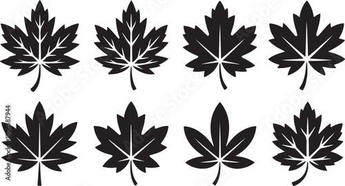 Set of Eight Stylized Maple Leaf Silhouettes with Detailed Vein Patterns leaves foliage