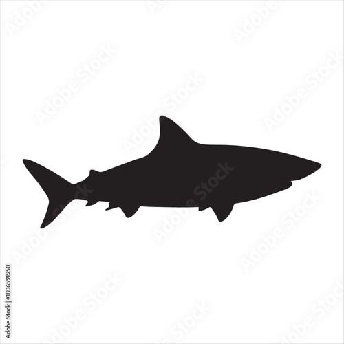 shark vector illustration