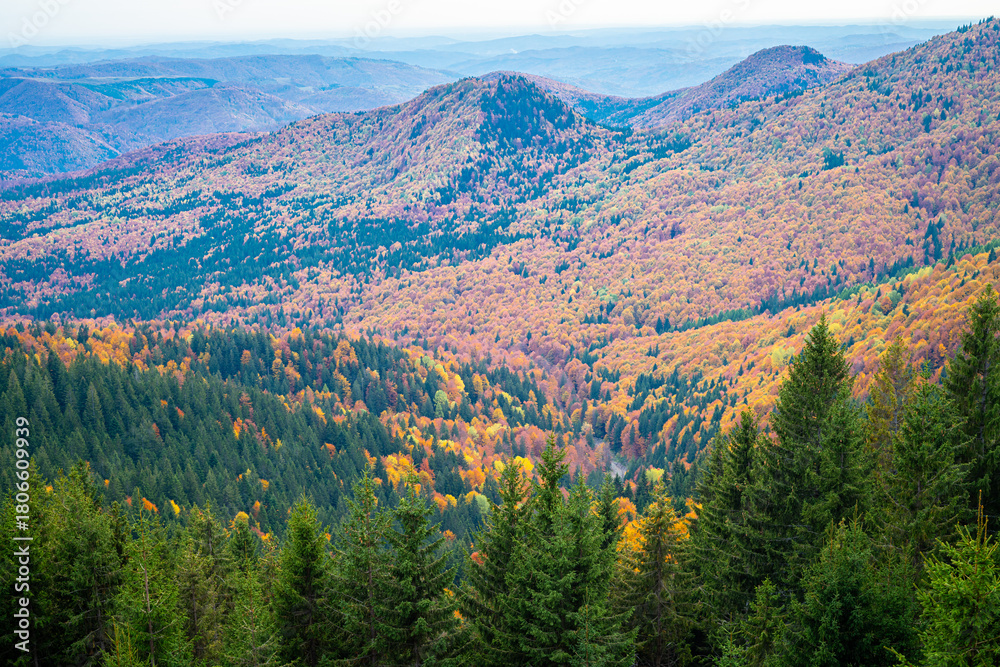Fototapeta premium Autumn mountain landscape with forests in fall colors in the southern Carpathians, Romania