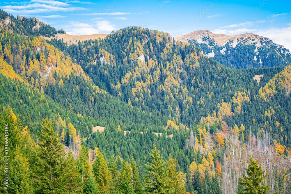Fototapeta premium Vibrant autumn forests in the southern Carpathian Mountains, Romania