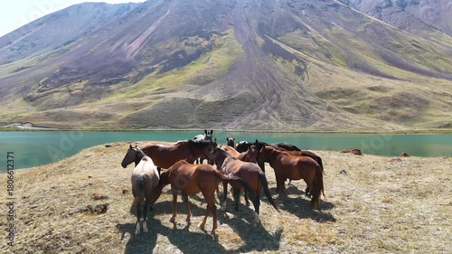 Horses graze on a golden-yellow meadow near Tulpar-Kul Lake in a quiet Kyrgyz valley. In the distance, the snow-covered mountain ridge rises, crowned by the country’s highest peak under a clear sky.
