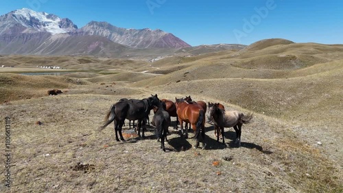 Horses graze on a golden-yellow meadow near Tulpar-Kul Lake in a quiet Kyrgyz valley. In the distance, the snow-covered mountain ridge rises, crowned by the country’s highest peak under a clear sky.