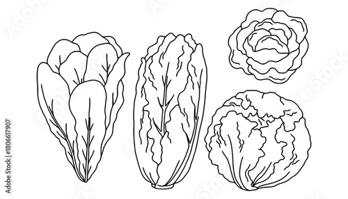 Illustration of various types of lettuce heads in black and white line