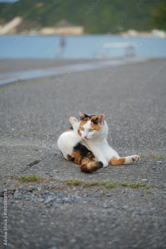 Fototapeta premium 漁港と野良猫