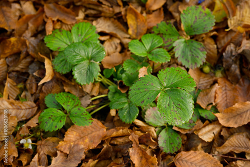 Feuilles mortes de charme utilisées en paillage autours des fraisiers pour l'hiver