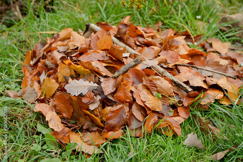 Feuilles mortes de hêtre et de chêne utilisées en paillage, recouvrent une plante gélive dans un jardin