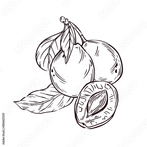 Plums with leaves and half a plum hand-drawn in ink. Vector illustration is perfect for printing on food packaging, cosmetics, tableware.