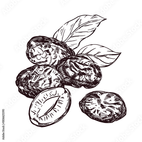 Prunes, prune slices, leaves, all objects are hand-drawn with ink and translated into vector. Vector illustration is perfect for printing on the packaging of dried fruits, food, dishes.