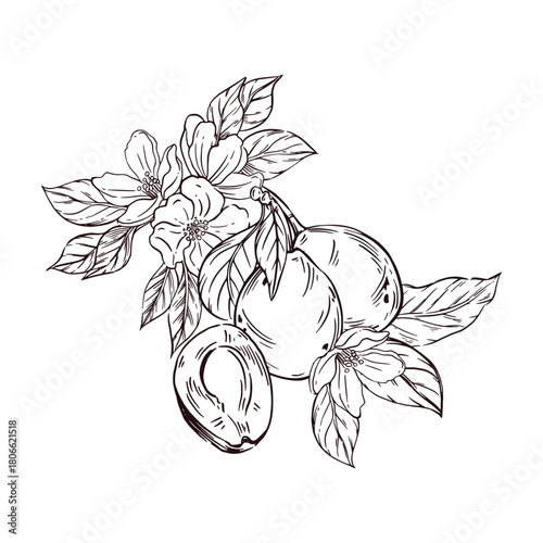 Plums and prunes with leaves and flowers of the tree, all objects are hand-drawn with ink and translated into vector. The illustration is perfect for printing on fabric, utensils, food packaging.