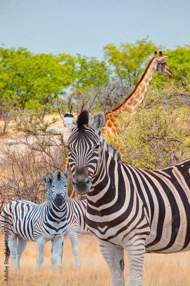 Obraz premium Herd of zebra grazing in the open savannah with heard of giraffe - Ethosa national park - Namibia, Africa