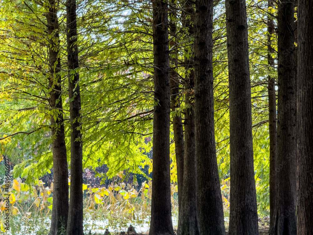 Naklejka premium Tranquil Forest Scene with Lush Greenery and Tall Trees in Autumn Light