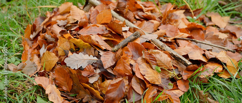 Feuilles mortes de hêtre et de chêne utilisées en paillage, recouvrent une plante gélive dans un jardin, format bannière
