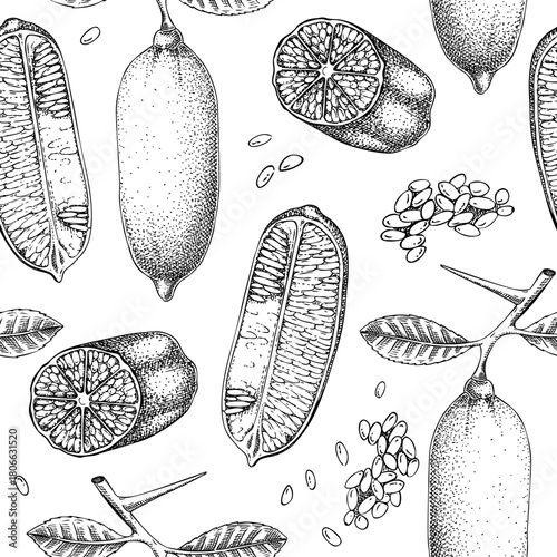 Finger lime seamless pattern. Tropical plant sketch. Exotic fruit background. Hand-drawn vector illustration. Citrus drawing. NOT AI generated