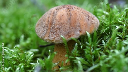 edible wild noble young mushrooms growth in pine forest aroung green moss. macro 