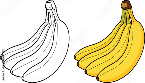 Banana Bunch Vector Illustration, Tropical Fruit Outline and Color Set.