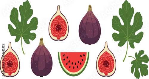 Fresh Fig and Watermelon Fruit Vector Set, Summer Healthy Food Illustration.