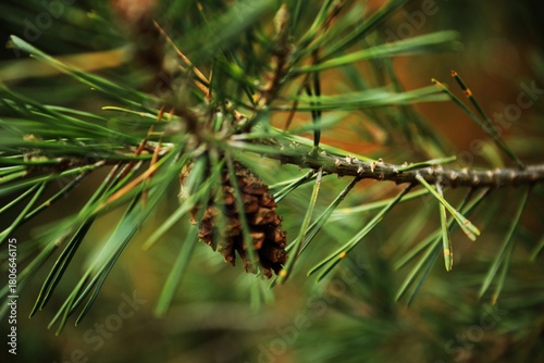 Forest. Pinus virginiana. Autumn.