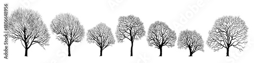 
Ornamental crack willow or brittle willow silhouettes collection. Autumn or winter trees.S