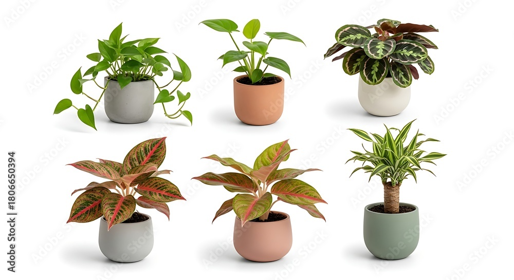 Fototapeta premium Collection of diverse potted houseplants showcasing various lush green foliage, perfect for enhancing indoor living spaces with natural beauty and vibrant decor