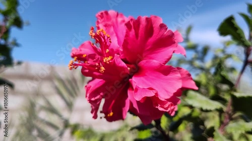 pink china rose against blue sky water season landscape nature