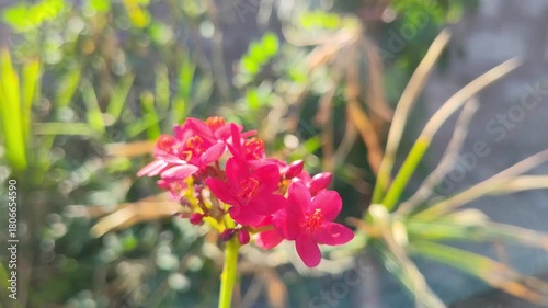 pink flower peregrina in the garden