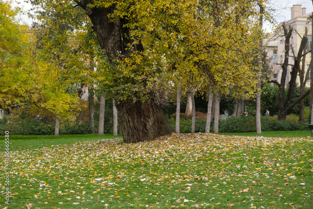 Fototapeta premium Autumn park scene with fallen leaves covering grass under tall trees, a tranquil outdoor setting showcasing nature's colors and a serene, expansive landscape.