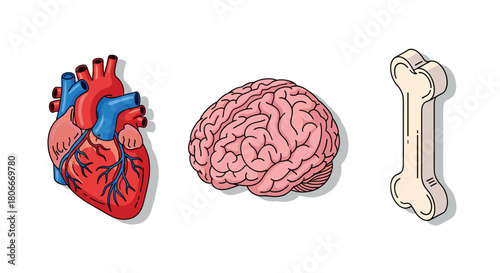 Colorful depiction of human heart, brain, and bone