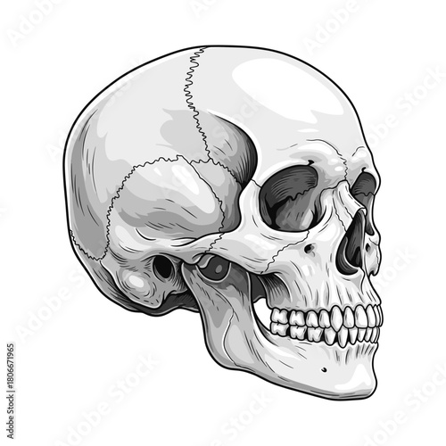 Skull Illustration