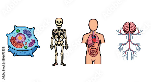 Pixel art human biology: anatomy and cell structures