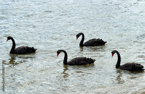 Black swan birds and water textures