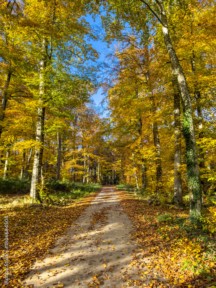Obraz premium Quiet woodland trail covered with fallen leaves, tall beech and birch trees in golden light forming a tunnel effect. Seasonal nature in Luxembourg.
