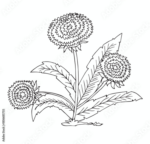 Cute cartoon hand drawn vector aster flower outline.
