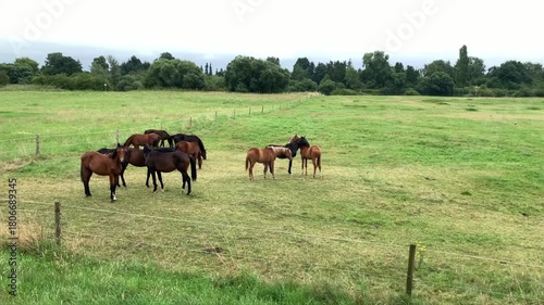 young horses in a paddock on a green meadow