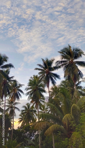 Buton, Southeast Sulawesi, INDONESIA September 2025: towering coconut trees and a clear blue sky in the afternoon
