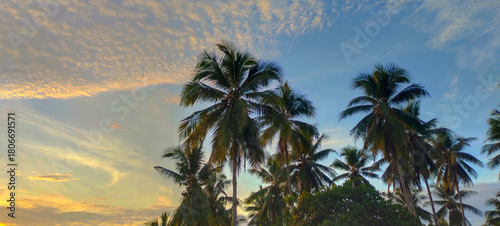 Buton, Southeast Sulawesi, INDONESIA September 2025: towering coconut trees and a clear blue sky in the afternoon