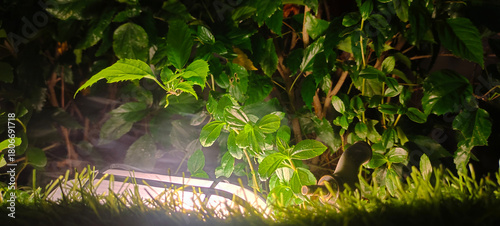 MAKASSAR, South Sulawesi, INDONESIA October 2025: Small tree exposed to light at night