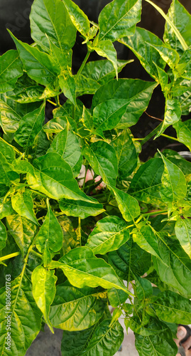 MAKASSAR, South Sulawesi, INDONESIA October 2025: a small tree with brightly colored leaves is exposed to the afternoon sun.